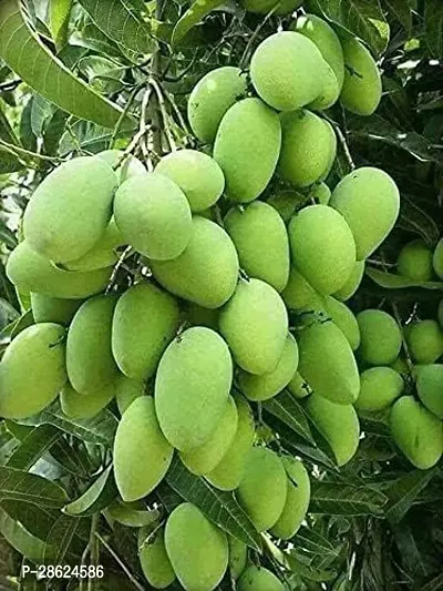 Platone Mango Plant Mango Grafted Hybrid Plant--thumb0