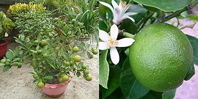 Platone Lemon Plant Sweet Mosambi Plant-thumb2