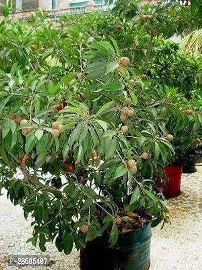 Platone Chiku Plant Cheeku Manilkara zapota fruit plant from plants valleys-thumb0