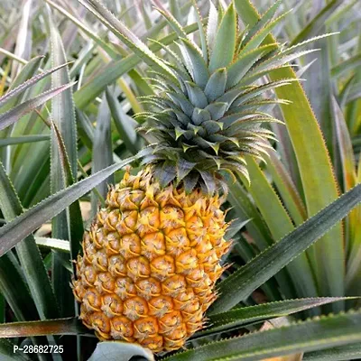 Platone Pine Apple Plant Abacaxi Pine apple Plant