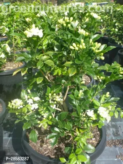 Platone Jasmine Plant GSDLANTOJ_689-thumb0