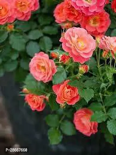 Platone Rose Plant rose74-thumb0