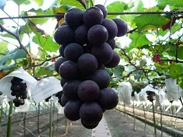 Platone Grapes Plant Live Rare Exotic Tropical Fruit Grape Vitis Vinifera-thumb1