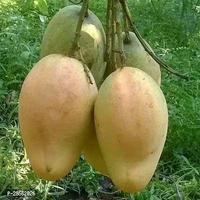 Platone Mango Plant himsagar mangoo live plant