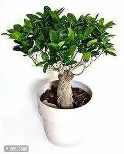 Platone Ficus Bonsai Plant HJNB157