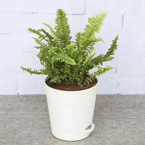 New Arrival Plant & Planters 