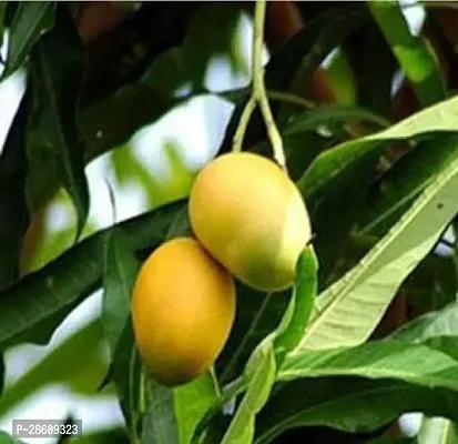 Platone Mango Plant Chausa Mango-thumb2