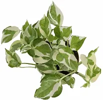 Platone Money Plant UGALOO_Money Plant N Joy with Pot-thumb2