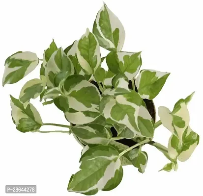 Platone Money Plant UGALOO_Money Plant N Joy with Pot-thumb3