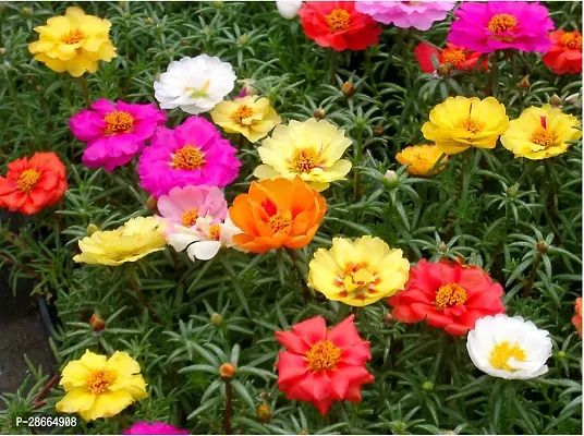 Platone Portulaca Plant Portulaca Purselane Table rose mixed color Live Plant cuttings with roots of 12 cuttings