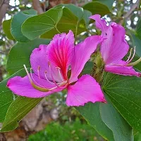 Platone Bauhinia Acuminata Plant Rare Purple Kanchan Flowers Plant-thumb2