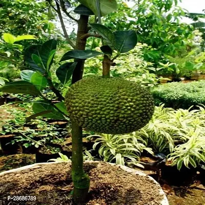 Platone Jackfruit Plant Kishan Bhog Jackfruit Plant For Outdoor Garden-thumb0