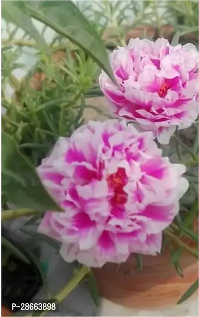 Platone Portulaca Plant Portulaca Purselane Table rose Live Plant cuttings with roots of 12 cuttings