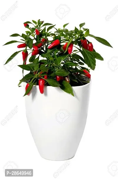 Platone MirchChilli Plant RS-mchi011