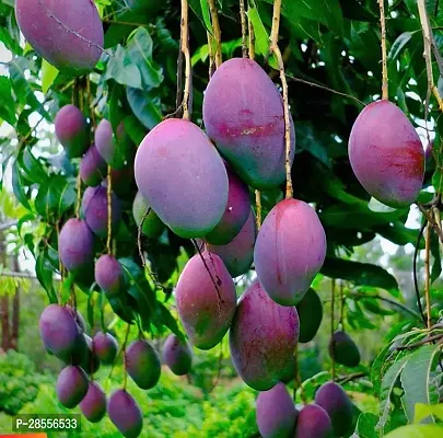 Platone Mango Plant kpenter