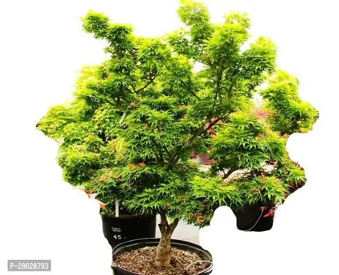 Platone Neem Plant Neem Bonsai m