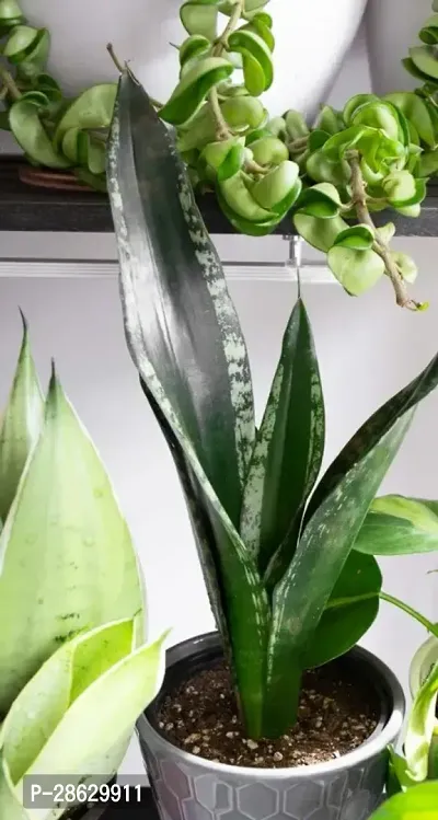 Platone Snake Plant Snake Plant For Home Decorations Best For Natural Air Purification {CF20961