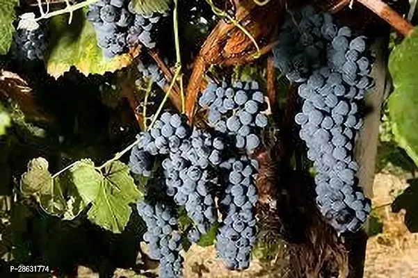 Platone Grape Plant GRAPES PLANT AAO0-thumb0