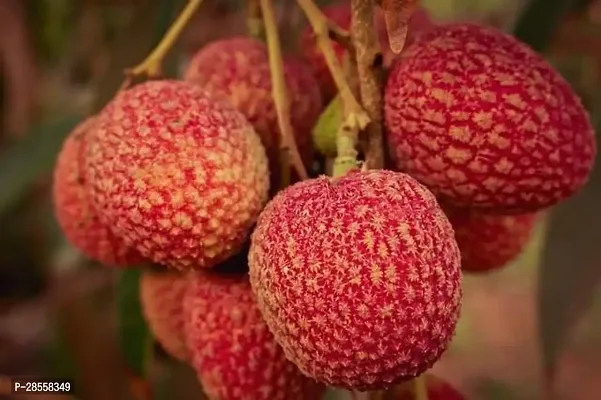 Platone Litchi Plant Muzaffarpur Litchi