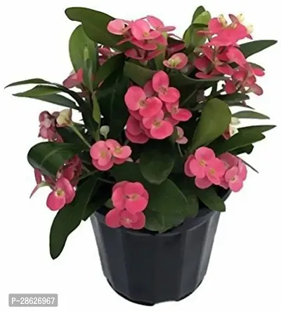 Platone Euphorbia Plant Euphorbia Plant Garden Home Decor Indoor and Outdoor plant-thumb0