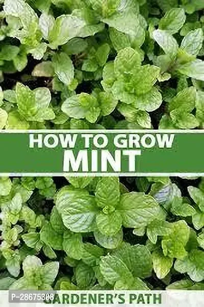 Platone Mint Plant MINT PLANT OFDD-thumb0