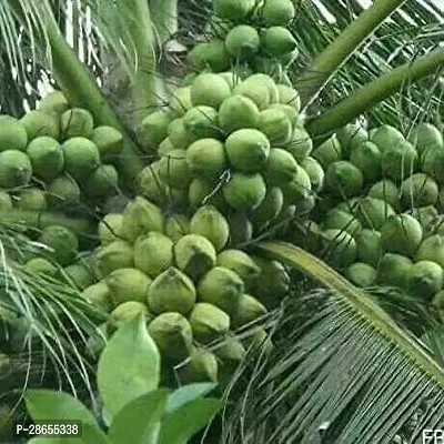 Platone Coconut Plant GETcoconut84