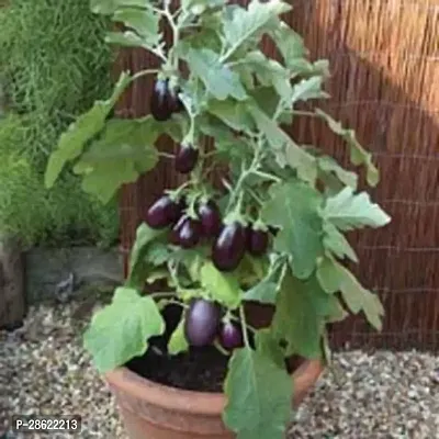 Platone Brinjal Brinjal Live Plant_