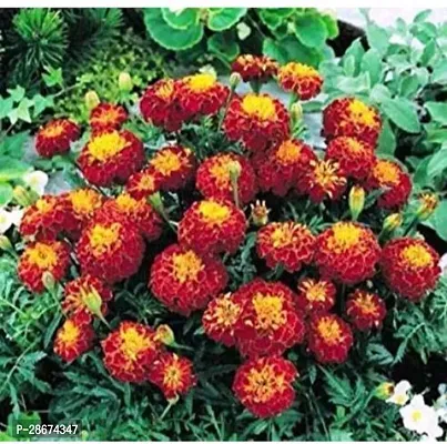 Platone Marigold Plant MORNI-AK-103-thumb0