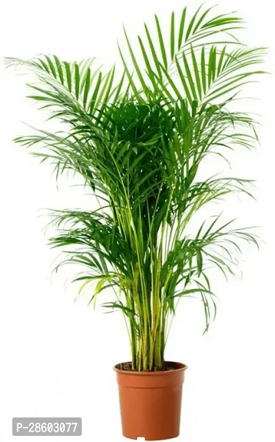 Platone Areca Palm Live Areca palmIndoor Air purifying Plant-thumb2