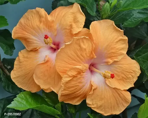 Platone Hibiscus Plant Hibiscus Hybrid Live Flower Plant Disha-900108