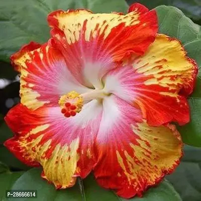 Platone Hibiscus Plant HibiscusGudhal_Plant_Wp-01