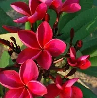 Platone Plumeria Plant Plumeeria (Chapa) Red Flower-thumb1