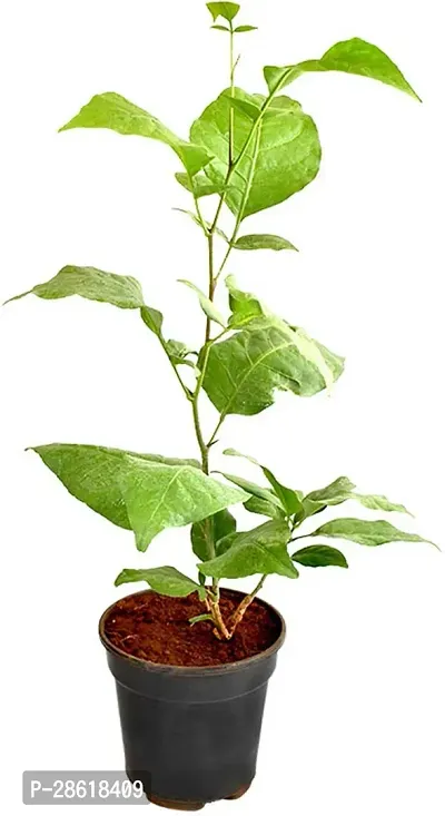 Platone Bel Plant bel patra live plant (pack of 1)-thumb0