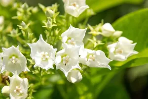 Platone Jasmine Plant Queen of Night-Blooming Jasmine Plant-thumb2