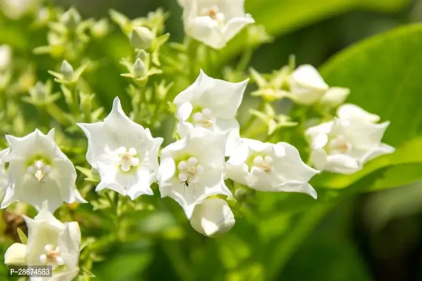 Platone Jasmine Plant Queen of Night-Blooming Jasmine Plant-thumb3