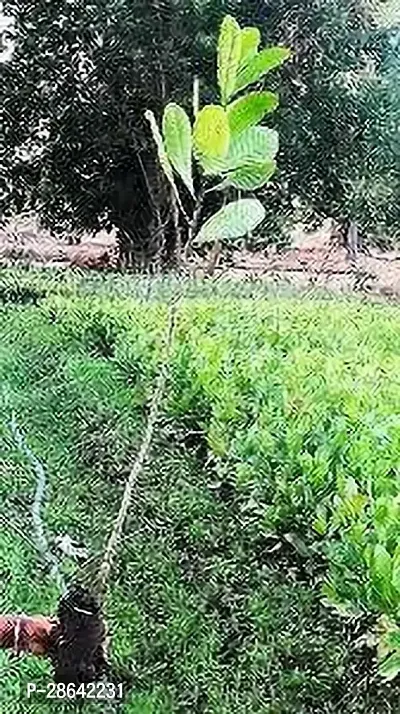 Platone Cashew Plant KAJU PLANT BWWS-thumb3