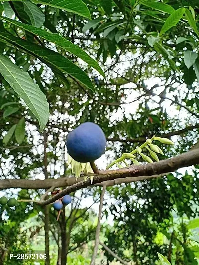 Platone Rudraksha Plant Rudraksha plant