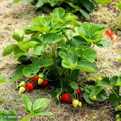 Platone Strawberry Plant Plant02-thumb3