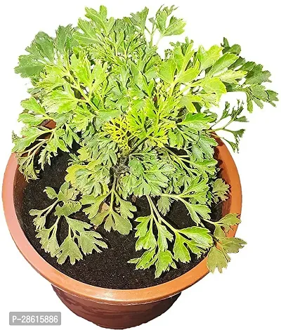 Platone Aralia Plant Aralia Plant in Brown 5 Inch Pot-thumb2