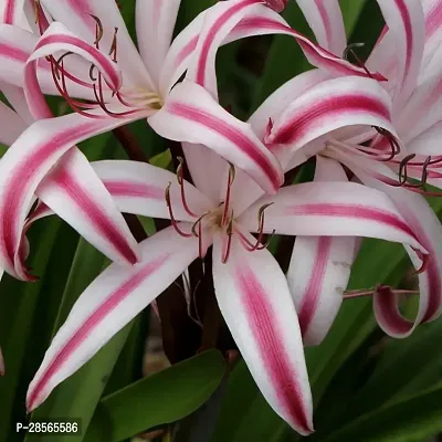 Platone Crinum Swamp Lily Plant SHUDARSON PLANT