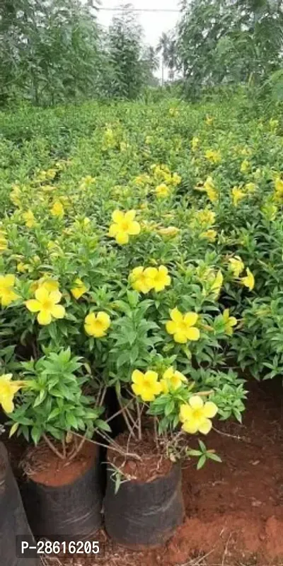 Platone Almond Plant Allamanda flower plant-thumb3