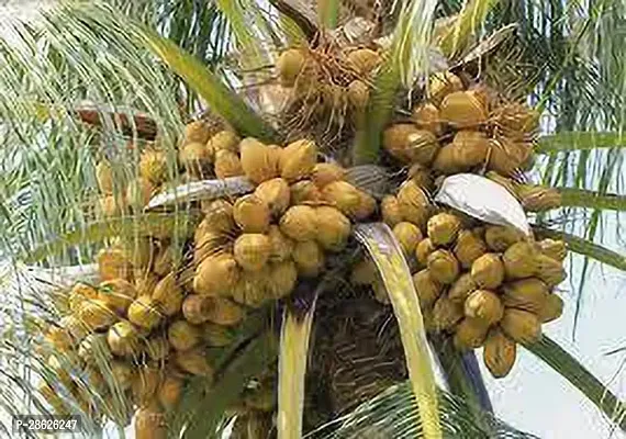 Platone Coconut Plant 12 month coconut plant