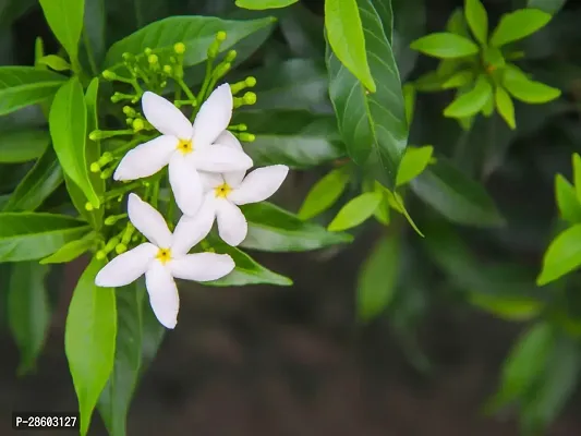 Platone Jasmine Plant jasmine plant 4006-thumb3