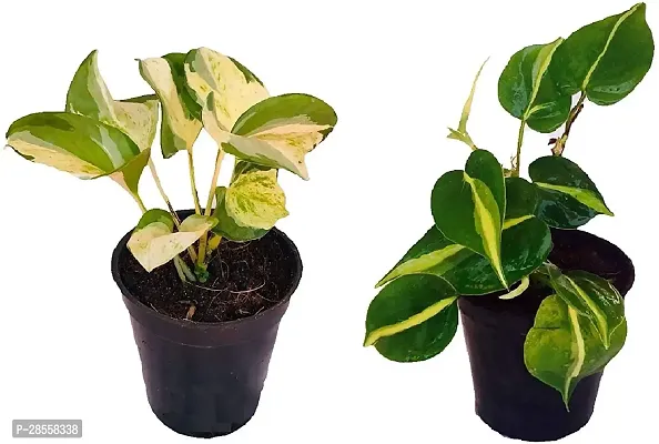 Platone Money Plant BG-58-thumb0