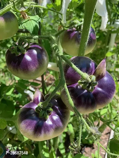 Platone Tomato Plant TOMATO PLANT-thumb0