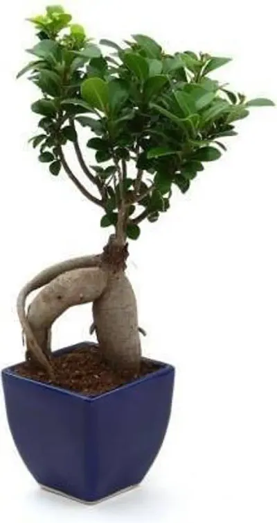 Hot Selling Plant & Planters 