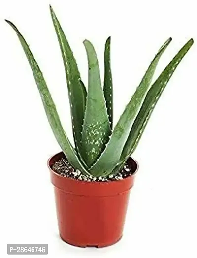 Platone Aloe Vera Plant ezteALO32-thumb0