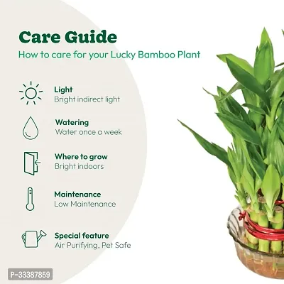 Brazil Bamboo Long Live Plant without Pot-thumb3