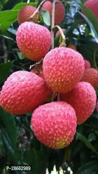 Platone Litchi Plant Lichi_Plant-thumb2