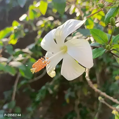 Platone Hibiscus Plant Hibiscus White Live Flower Plant Disha-90045